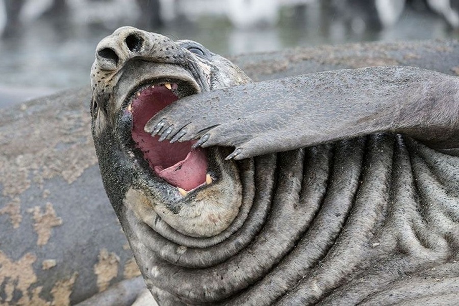 Заразительный зевок морского слона. Фотография из интернета
