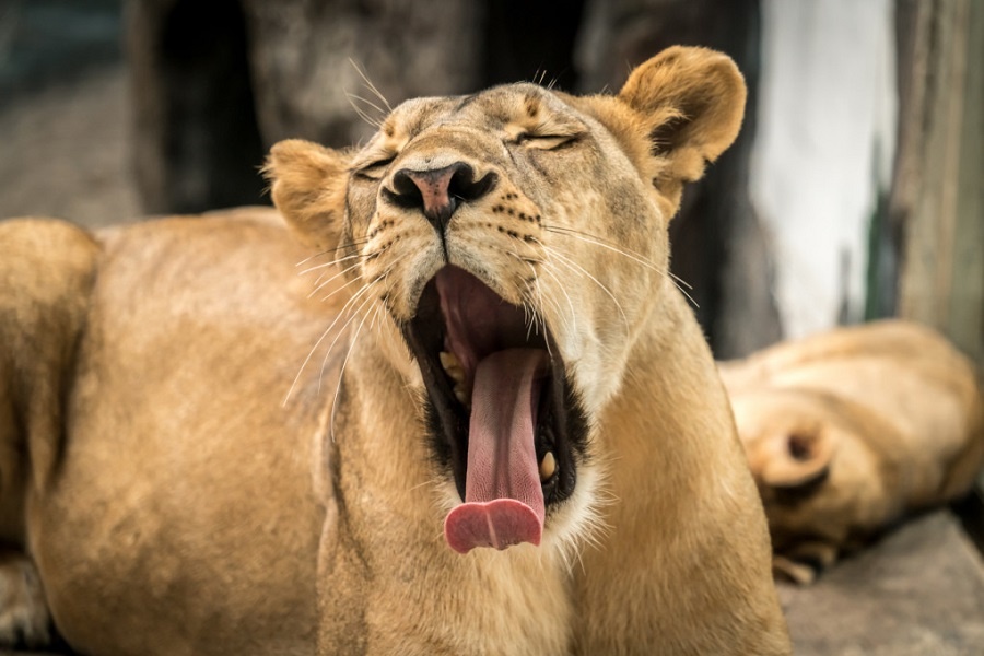 Исключительно наглядное напряжение мышц языка у кошачьих. Фотография из интернета