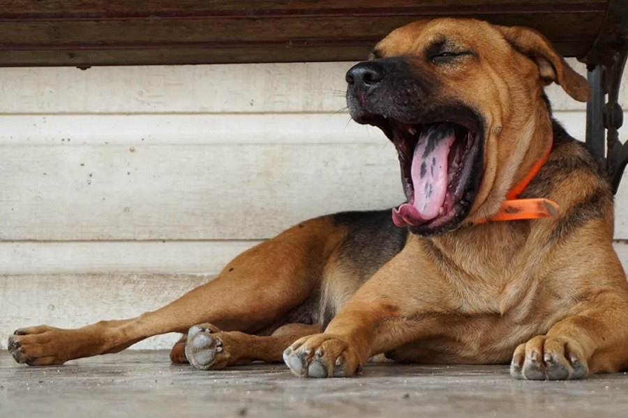 И наши питомцы. Фотография из интернета