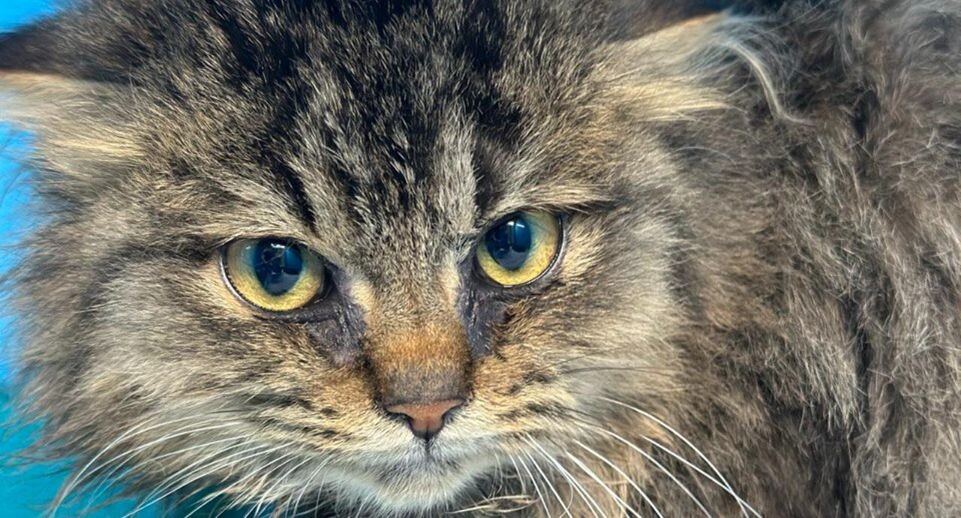    приют "Хостодом"