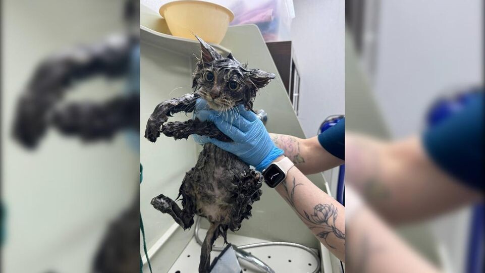     приют "Хвостодом"