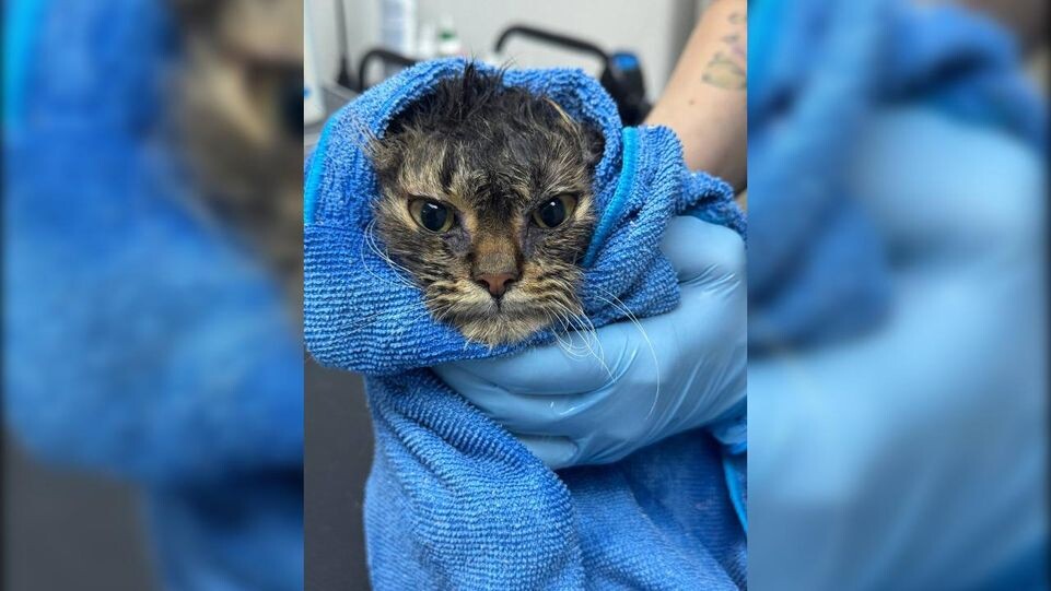     приют "Хвостодом"