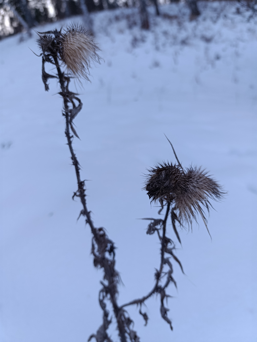Чертополох курчавый. Горный Алтай