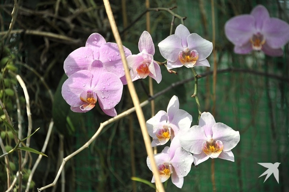    На фестивале горожане смогут увидеть около 100 цветов разных видов Евгения ГУСЕВА