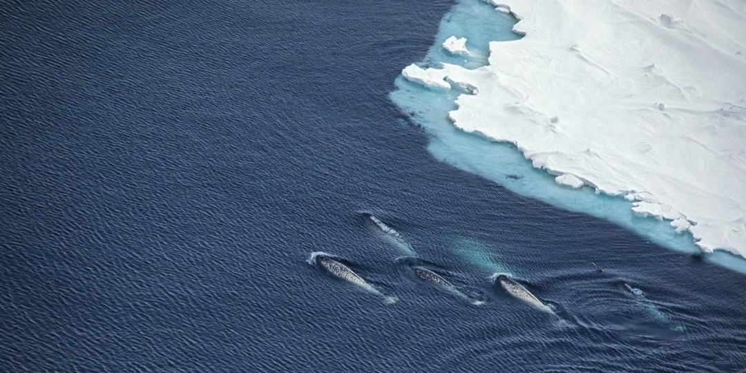 Шумовая блокада: как грохот ледоколов и сейсморазведка глушат китов и тюленей