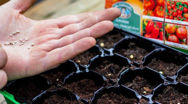 Посев семян