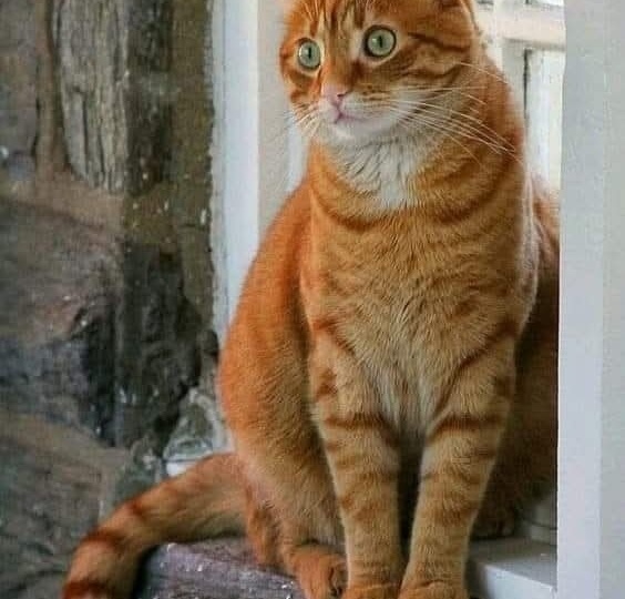 недоумение