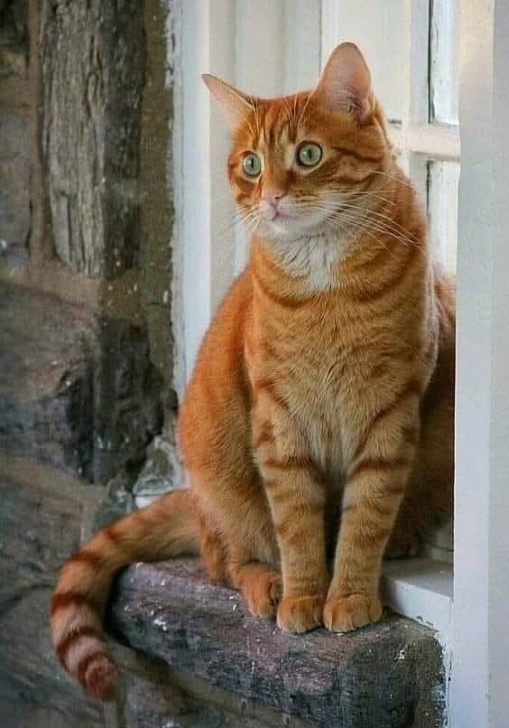 иллюстрация из яндекс картинки.