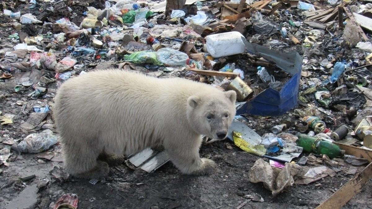 Источник: murmansk.mk.ru