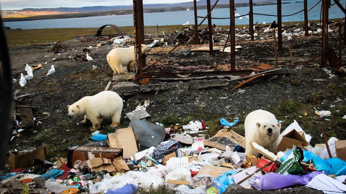 Источник: ecologynow.ru
