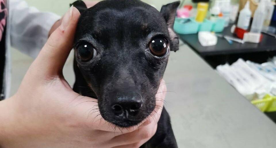    Фото: пресс-службы Министерства сельского хозяйства и продовольствия Московской области