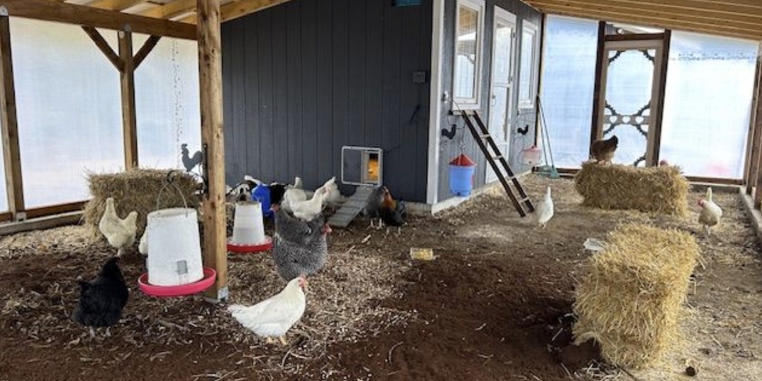 Вернулся из поездки по Сибири и применил способ обогрева кур, который показали местные. С тех пор зимой у меня ни одной проблемы с холодом