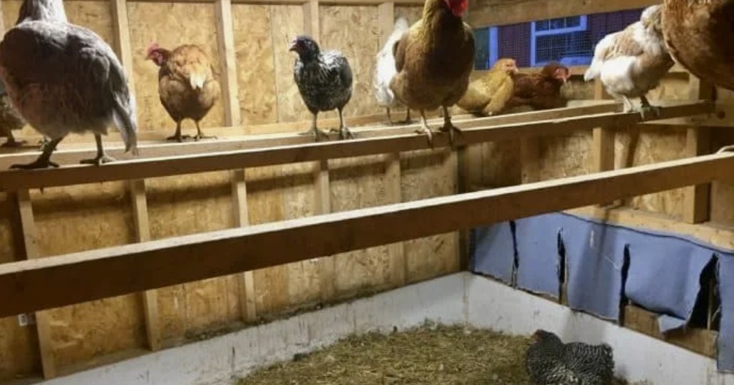 Долго мучился с холодом в сарае, пока не догадался до этой хитрости. Теперь там тепло, сухо и куры несут яйца, как никогда