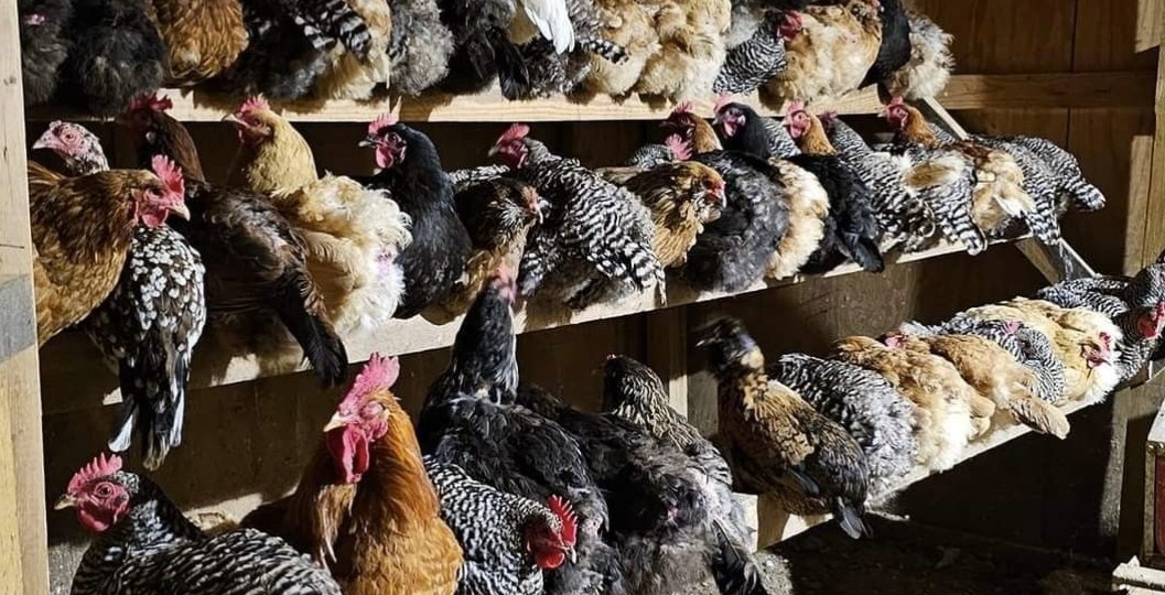 Друг посоветовал один вариант обогрева курятника, который он применяет уже три года. Проверил лично - работает безотказно и дёшево