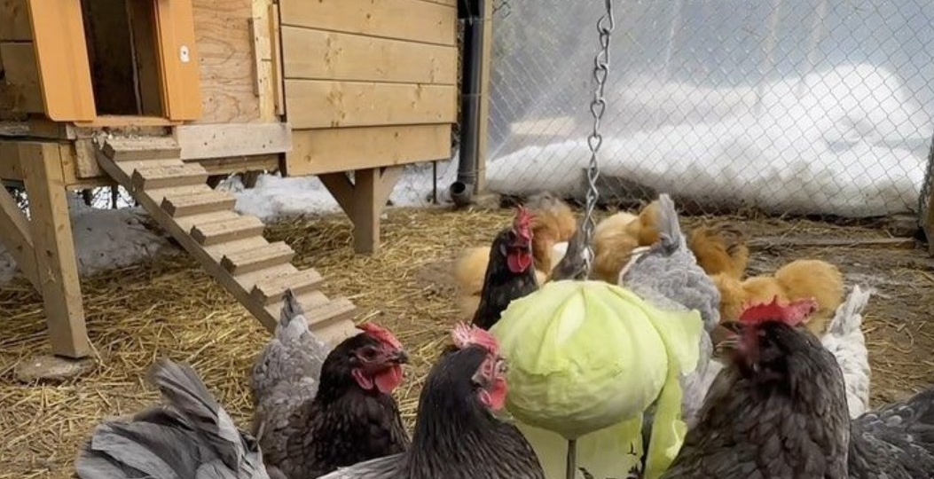 Ездил на север к родственникам и увидел, как они поддерживают тепло у кур. Попробовал метод у себя - теперь наконец-то доволен результатом