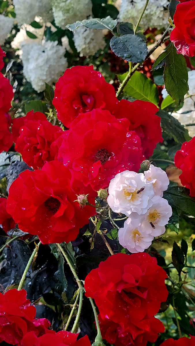 Ганс Христиан Андерсен. Флорибунда. И Петит де Терра Франш. Мускусный гибрид. 