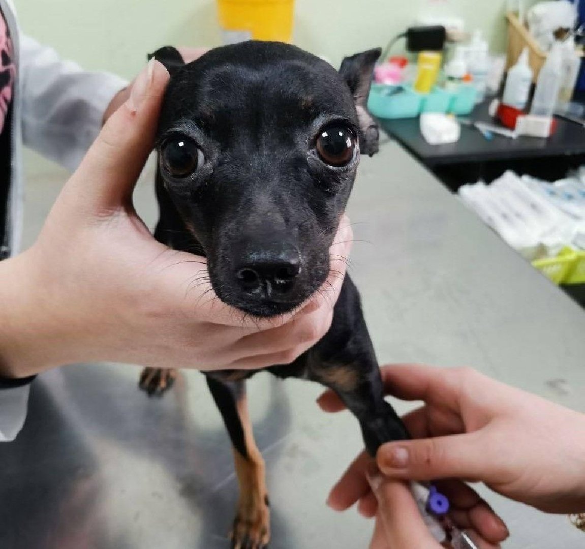    Фото: пресс-служба Минсельхозпрода МО