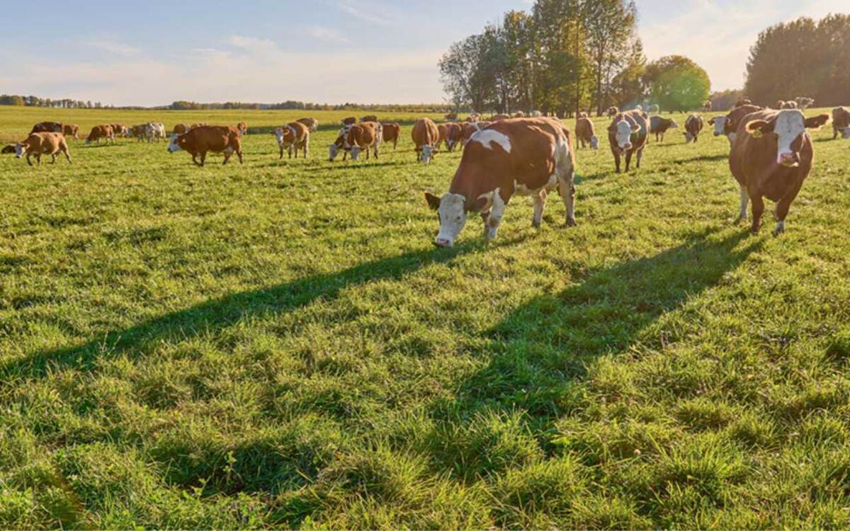    «ЭкоНива» вложит 2 млрд рублей в расширение молочных ферм в Воронежской области фото: сайт ГК «ЭкоНива»
