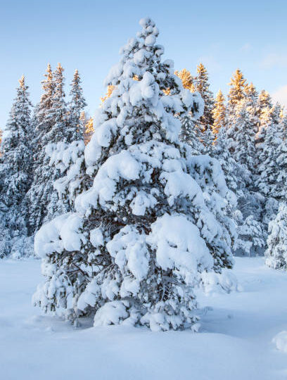 Зимушка - зима.