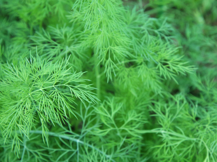   Лилия Шарловская