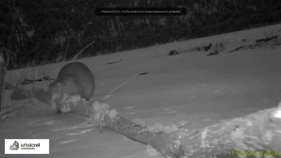    Речной бобр в Алтайском заповеднике. Источник: Скриншот видео / max.ru/altzapovednik