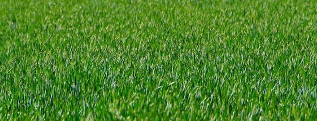 Чтобы газон был таким, начинаем работать в марте.