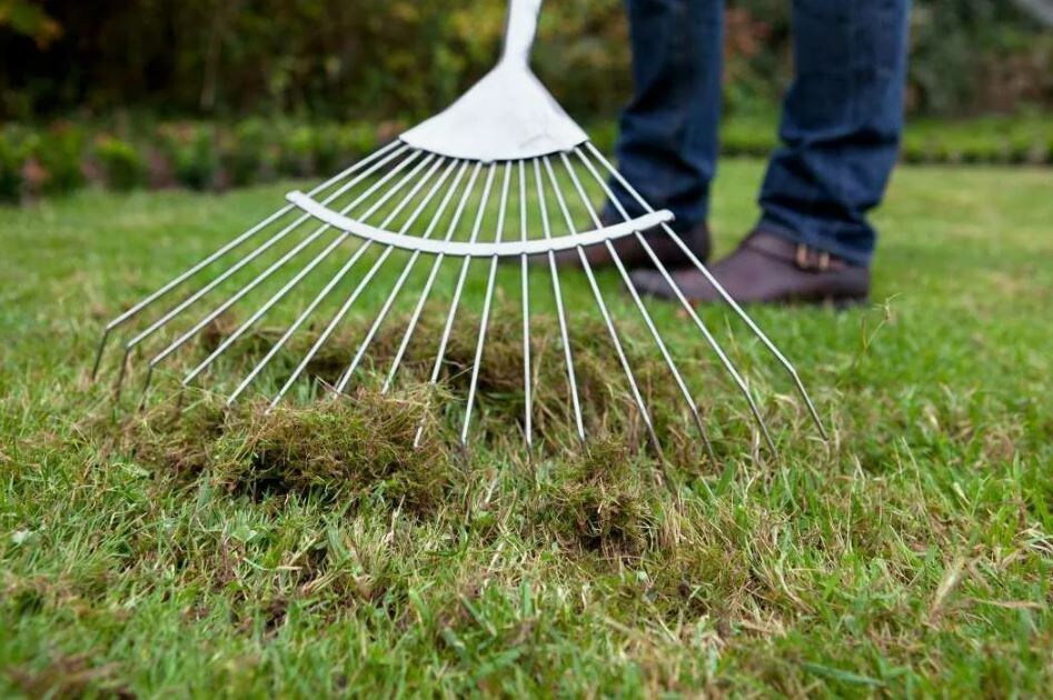 Первым делом — вычесать всю прошлогоднюю ветошь.