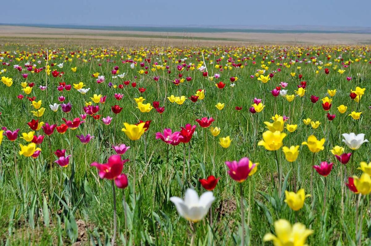    Цветущая Донгузская степь. Оренбургская обл. Фото Павла Вельмовского. stalker