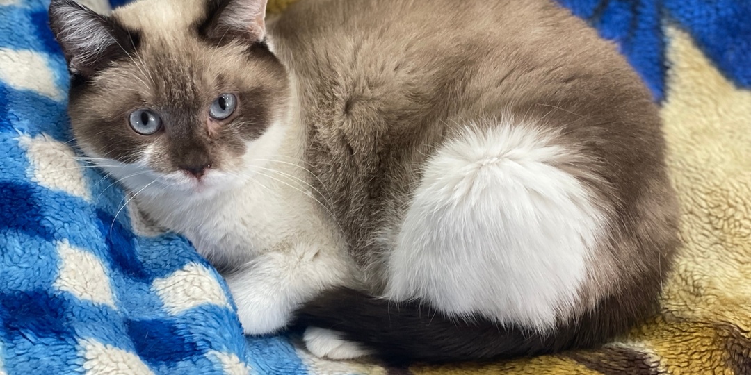 Герда, Гермиона и Васенька очень-очень хотят домой