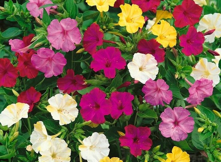 Сохраняем корни Мирабилиса до весны