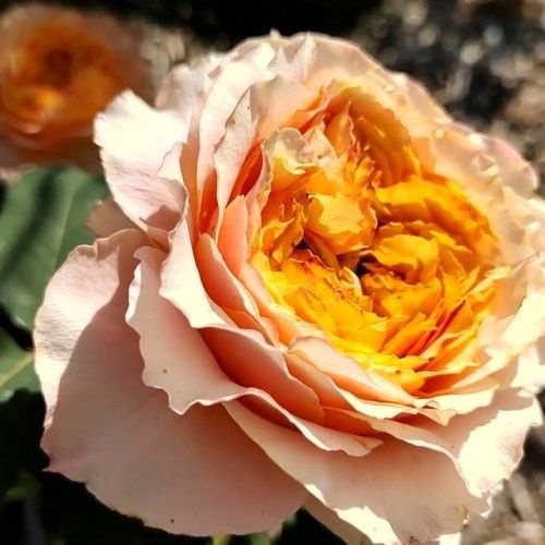 Роза Каралуна фото из инета.