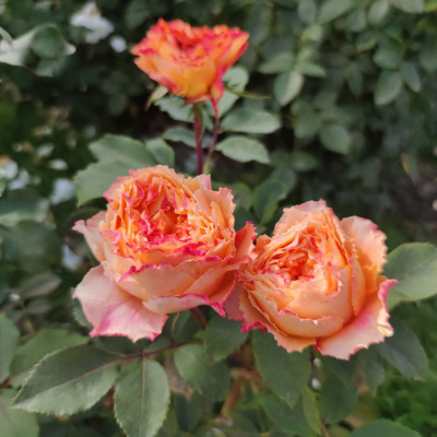 Роза Каралуна фото с сайта zpitomnik.ru