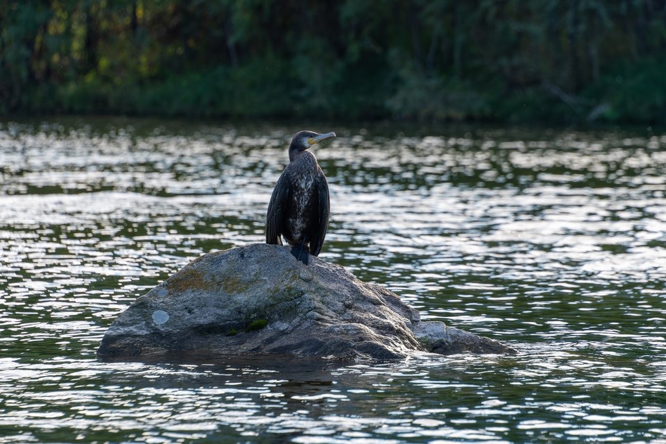    Бакланы угрожают рыбному хозяйству Михаил ФРОЛОВ