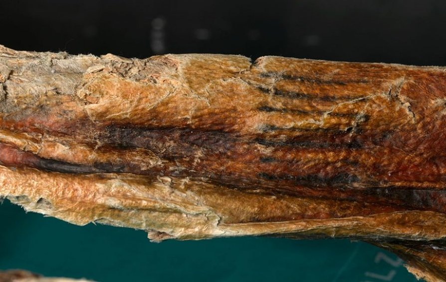 Татуировка на Теле мумии Этцы.