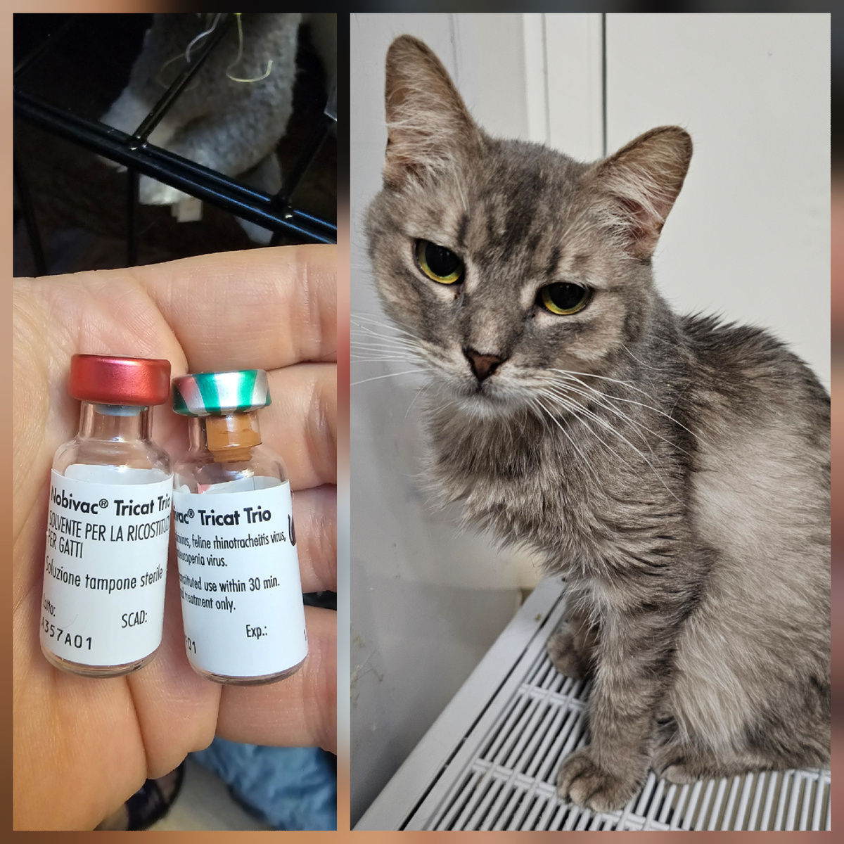 Фото автора. Помогите спасти их привить хвостиков.