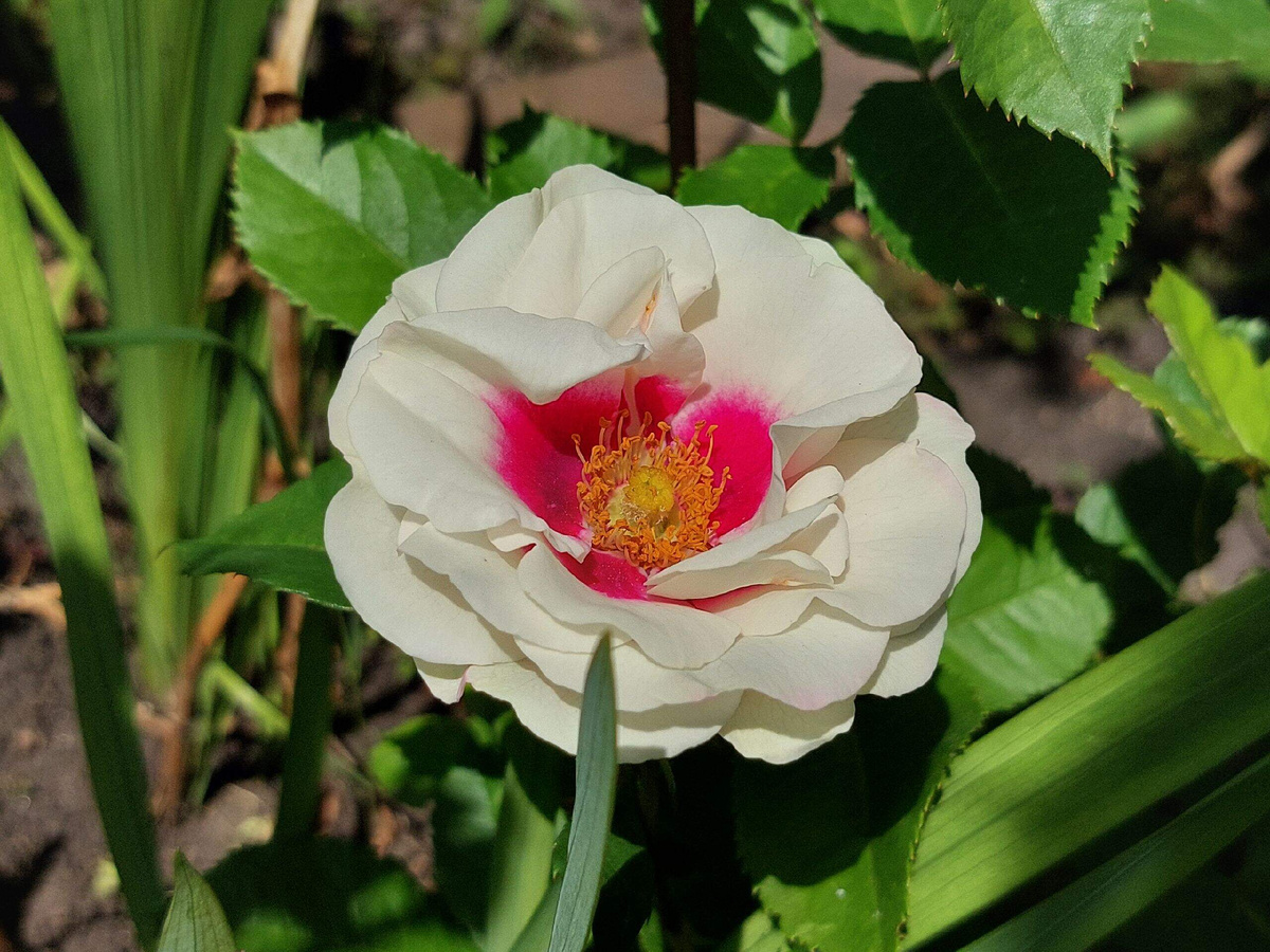 Роза  Брайдсайд.