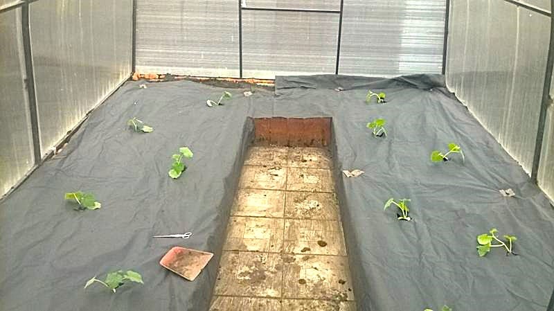 спанбонд на грядке в теплице