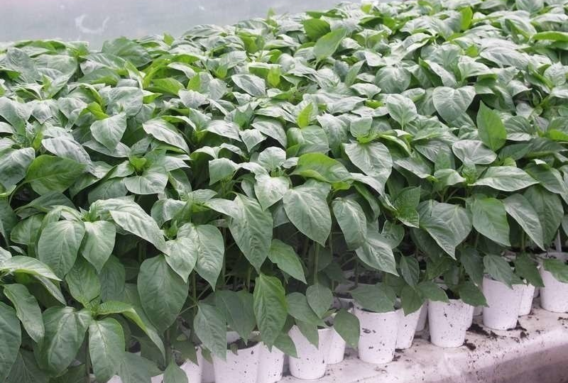 Таблетка за 15 рублей против ампулы за 300: что общего у аптеки и садового магазина