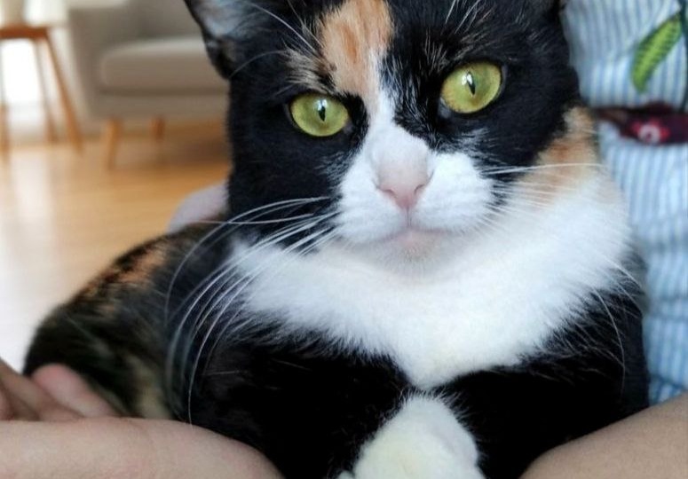 Сильву и Мальву выставили в переносках на лестничную площадку