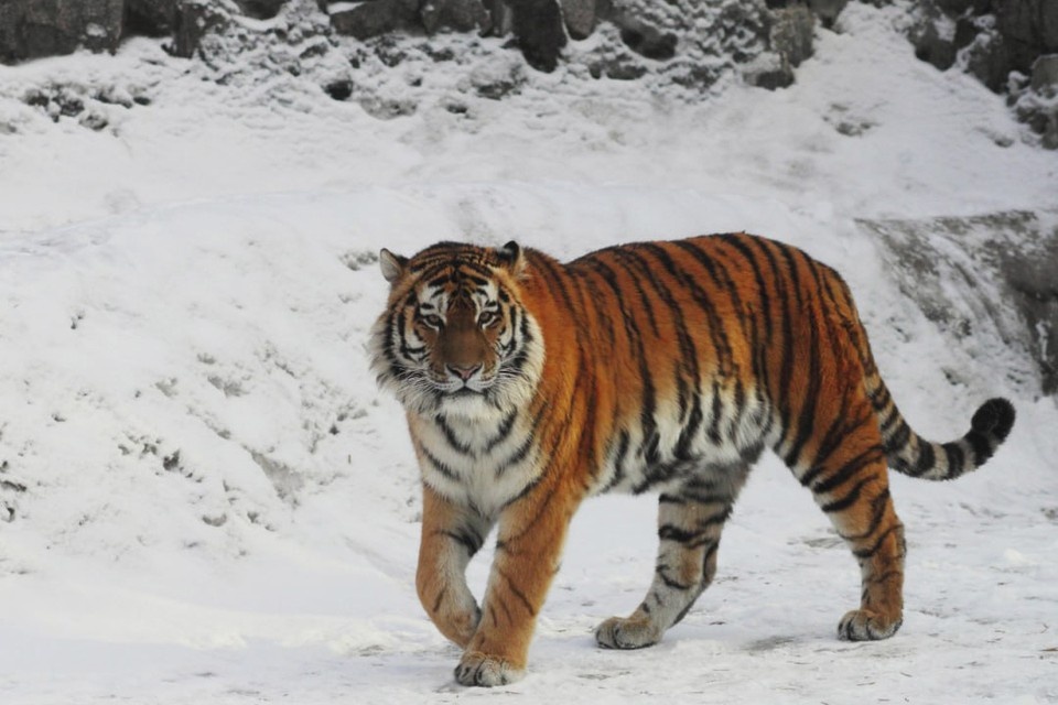    Амурский тигр Амадей прожил в Ленинградском зоопарке 16 лет. Фото: t.me/lenzoopark