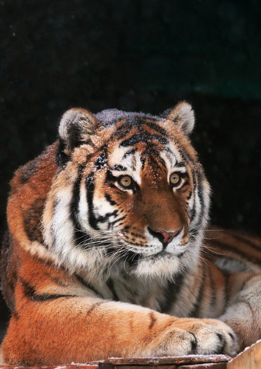    Одно время Амадей жил в одном вольере с тигрицей Виолой. Фото: t.me/lenzoopark