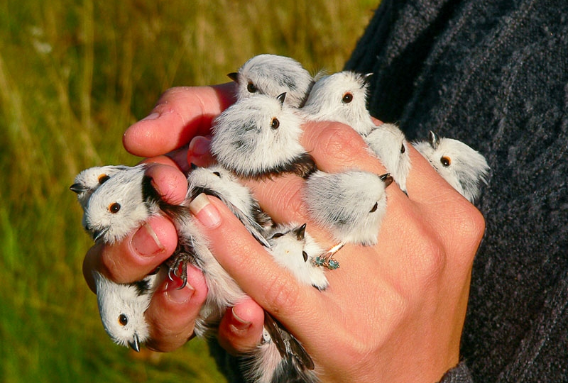 Ополовник: Самая милая синица России. Но её жизнь — сущий кошмар