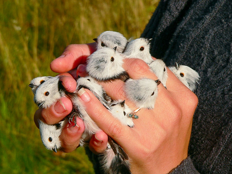 — Сколько грамм милоты вам отсыпать? — Давайте 50. — Получилось 200. Брать будете? — Да. 