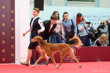 Сэхра Эль Амир