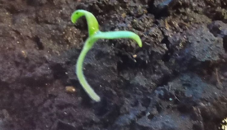    Фото: Лукьянов Дмитрий, AgroXXI.ru