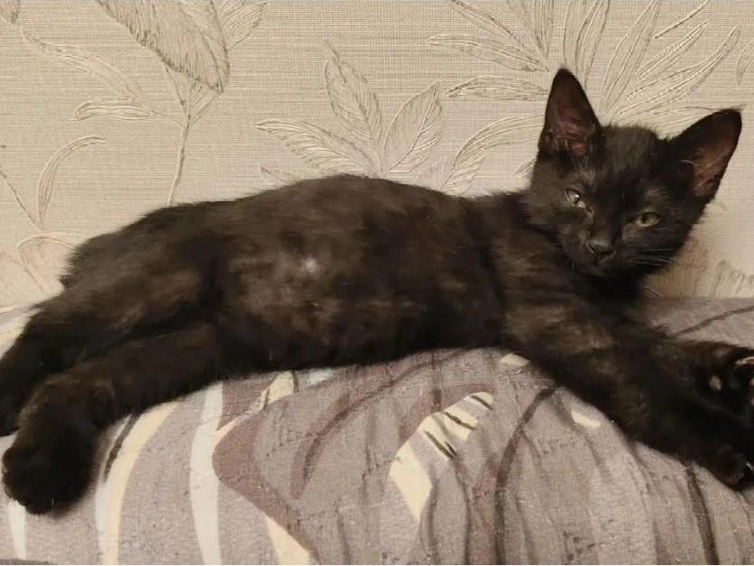    сервис бесплатных объявлений