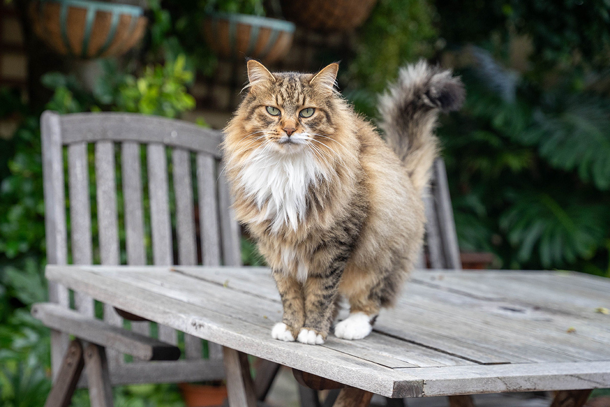 Wirestock Creators / Shutterstock / FOTODOM📷Мейн-кун