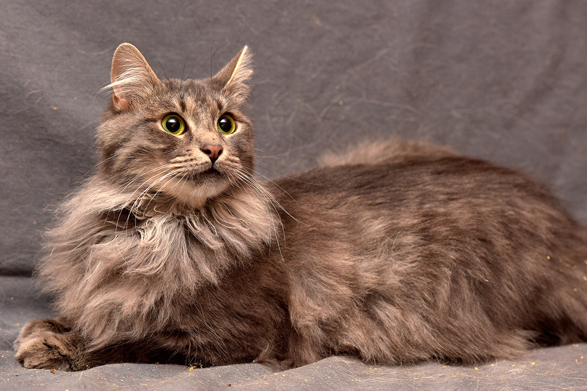 Anna Krivitskaya / Shutterstock / FOTODOM📷Нибелунг