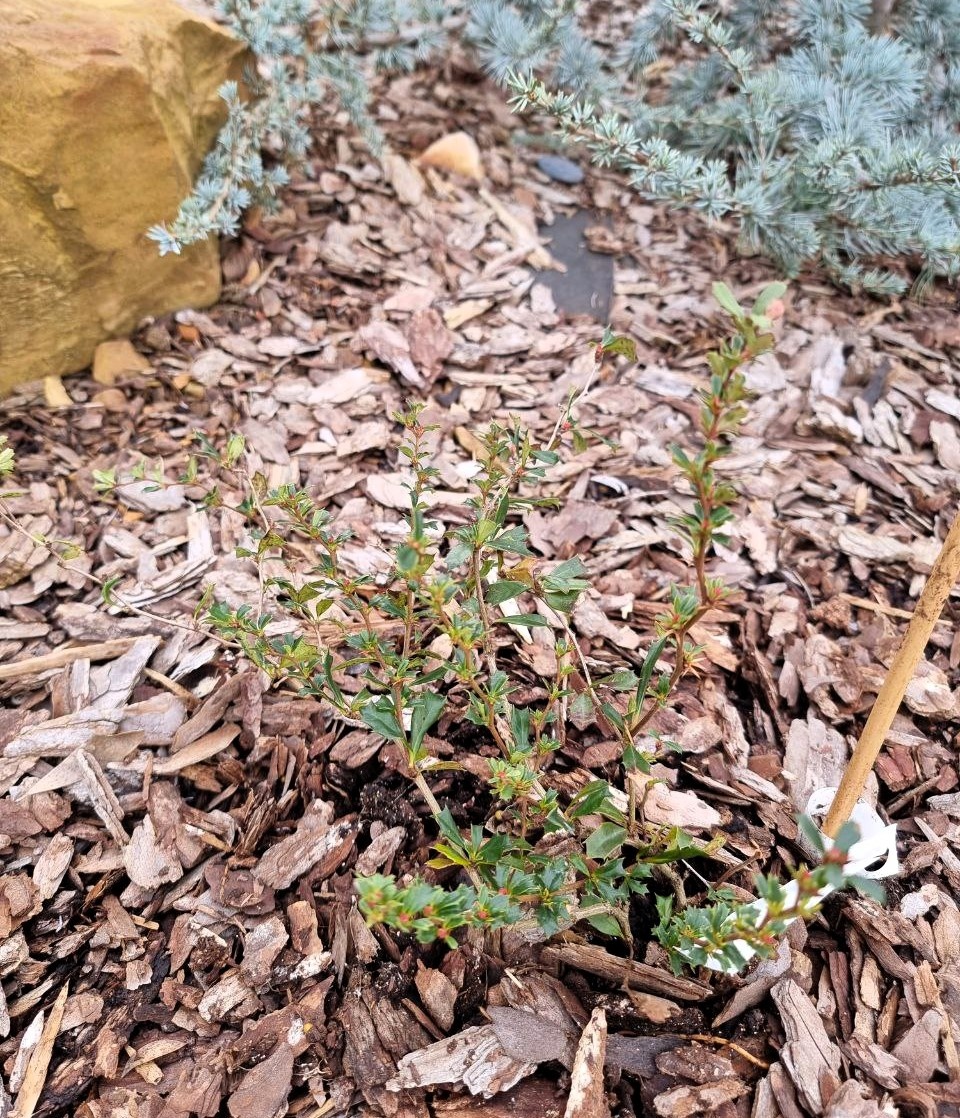 Berberis darwinii 'Compacta' - саженец совсем маленький, был в горшочке р9.