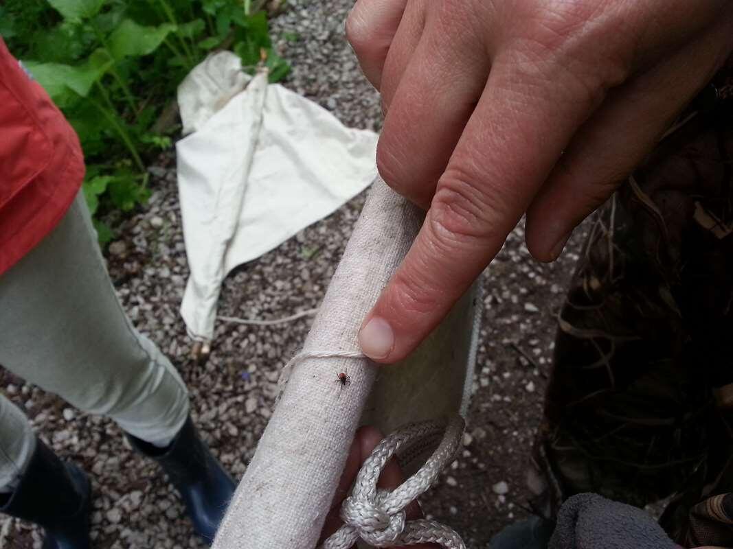    Осторожно! Клещи обнаружены!  stalker